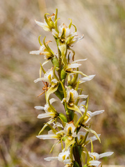 Prasophyllum tunbridgense