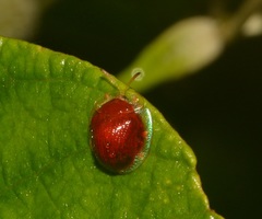 Charidotis coccinea