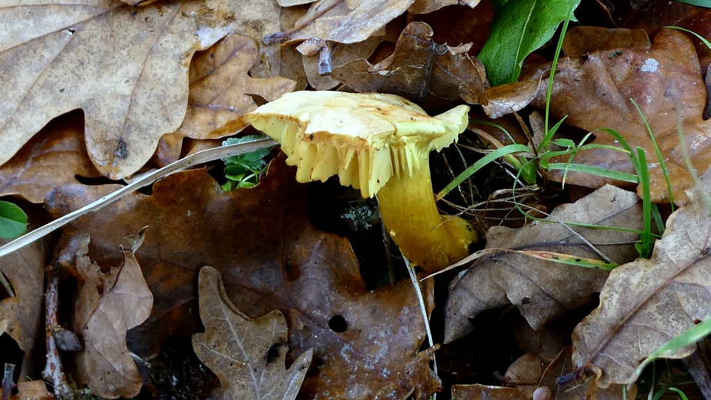 Tricholoma sulphureum · November 2025 · photo: © patricklm35 (iNaturalist, cc0)