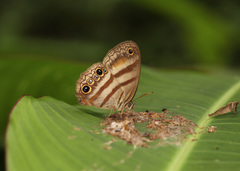Cissia myncea