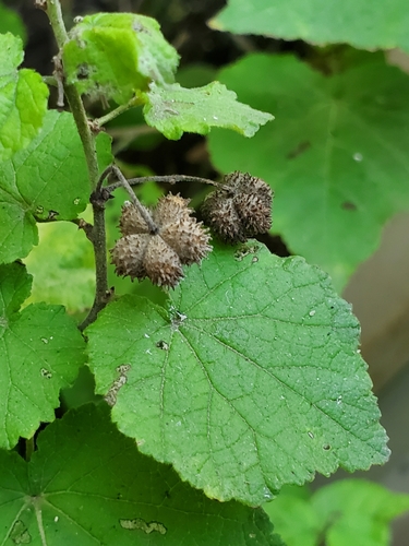 Rio Grande ayenia (Ayenia limitaris)