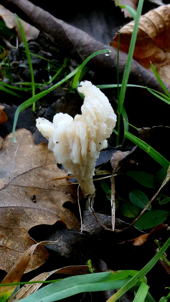 Cuphophyllus virgineus · November 2025 · photo: © patricklm35 (iNaturalist, cc0)