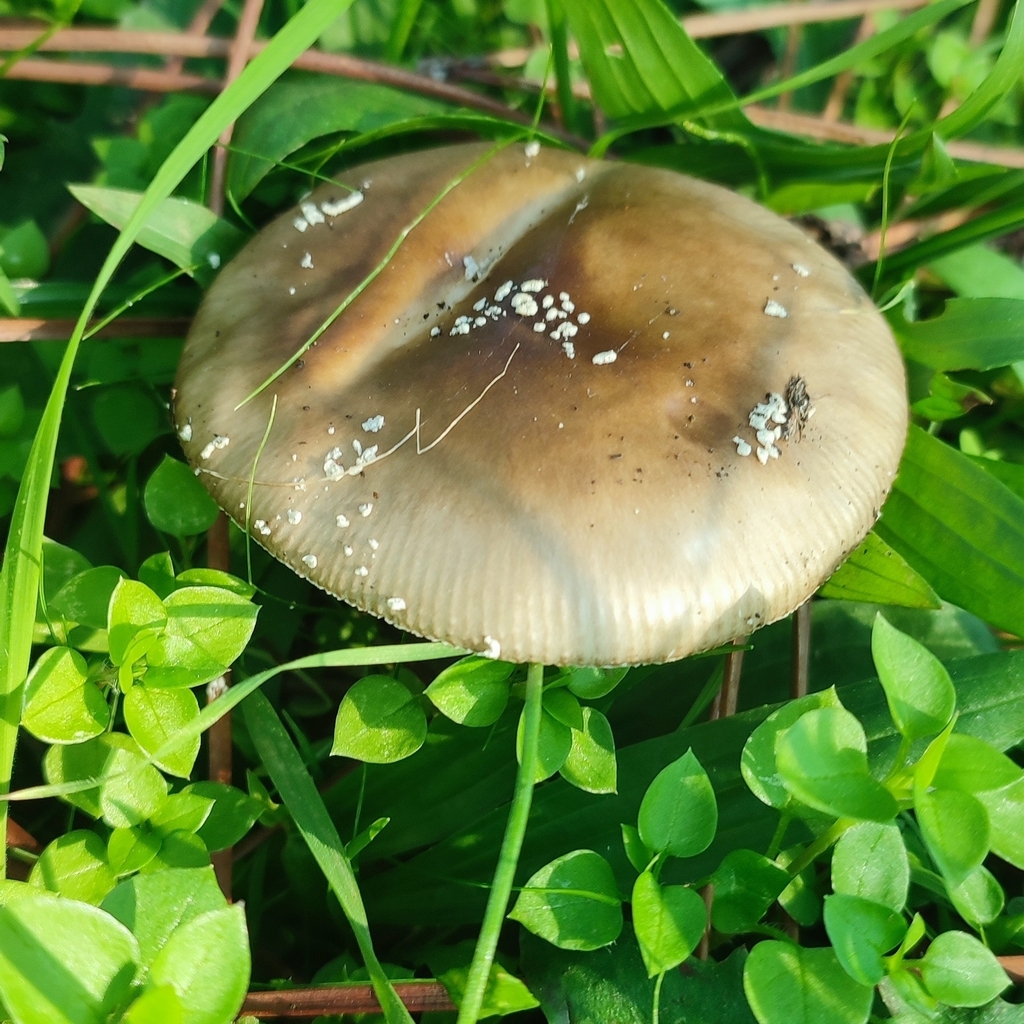 Amanita pantherina · November 2025 · photo: © niichneumon (iNaturalist, cc0)