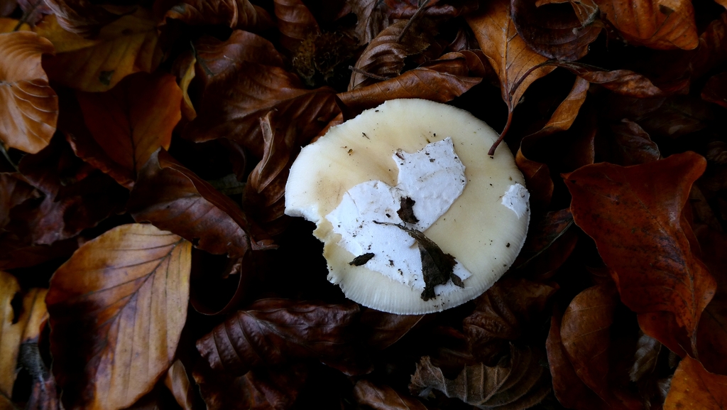 Amanita junquillea · November 2025 · photo: © patricklm35 (iNaturalist, cc0)