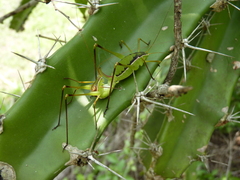 Rhabdocerca caudelli