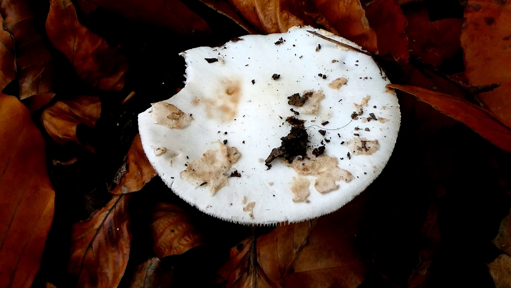 Amanita citrina · November 2025 · photo: © patricklm35 (iNaturalist, cc0)