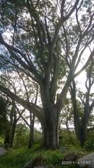 Enterolobium cyclocarpum