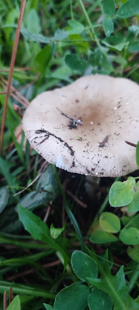Amanita pantherina · November 2025 · photo: © niichneumon (iNaturalist, cc0)