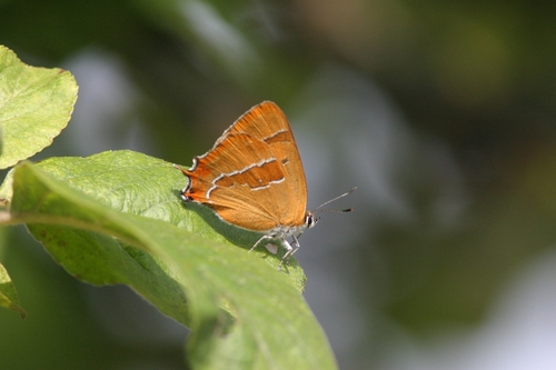 Thecla betulae