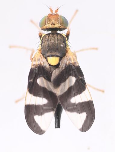Unknown species found near Lane County, OR, USA