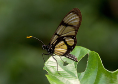 Methona confusa confusa