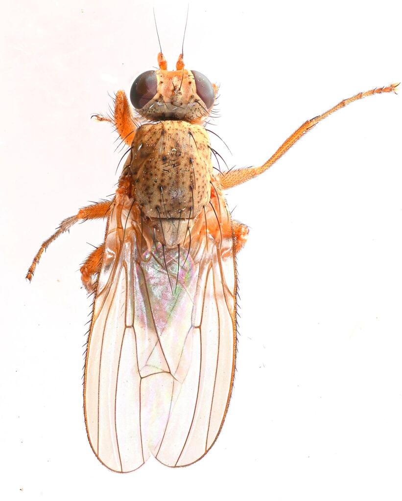 Acantholeria moscowa