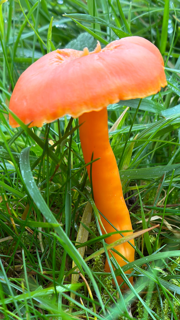 Hygrocybe reidii · November 2025 · photo: © fensberrycloth (iNaturalist, cc-by-nc)