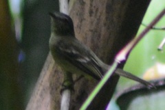 Myiopagis gaimardii