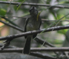 Myiopagis gaimardii