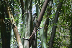 Myiopagis gaimardii