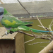 Derbyan Parakeet - Photo (c) Phil Bendle, some rights reserved (CC BY-NC), uploaded by Phil Bendle