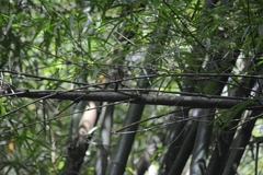 Myiopagis gaimardii