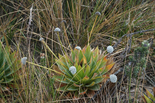 Paepalanthus alpinus