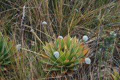Paepalanthus alpinus
