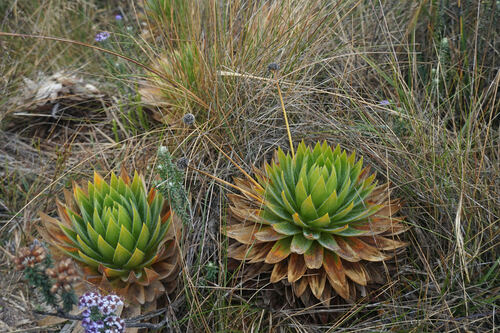Paepalanthus alpinus, photograph 1