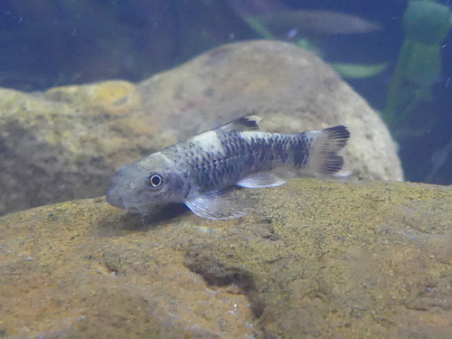 Panda Garra