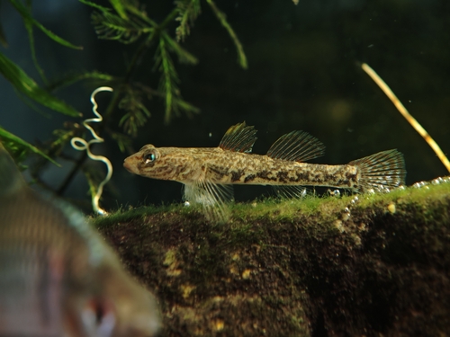 Rhinogobius lentiginis