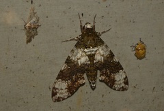 Manduca albiplaga