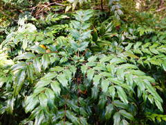 Berberis × hortensis