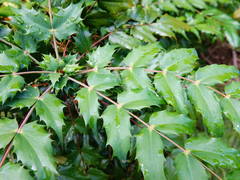 Berberis × hortensis