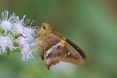 Aguna asander asander