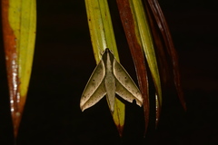 Xylophanes amadis