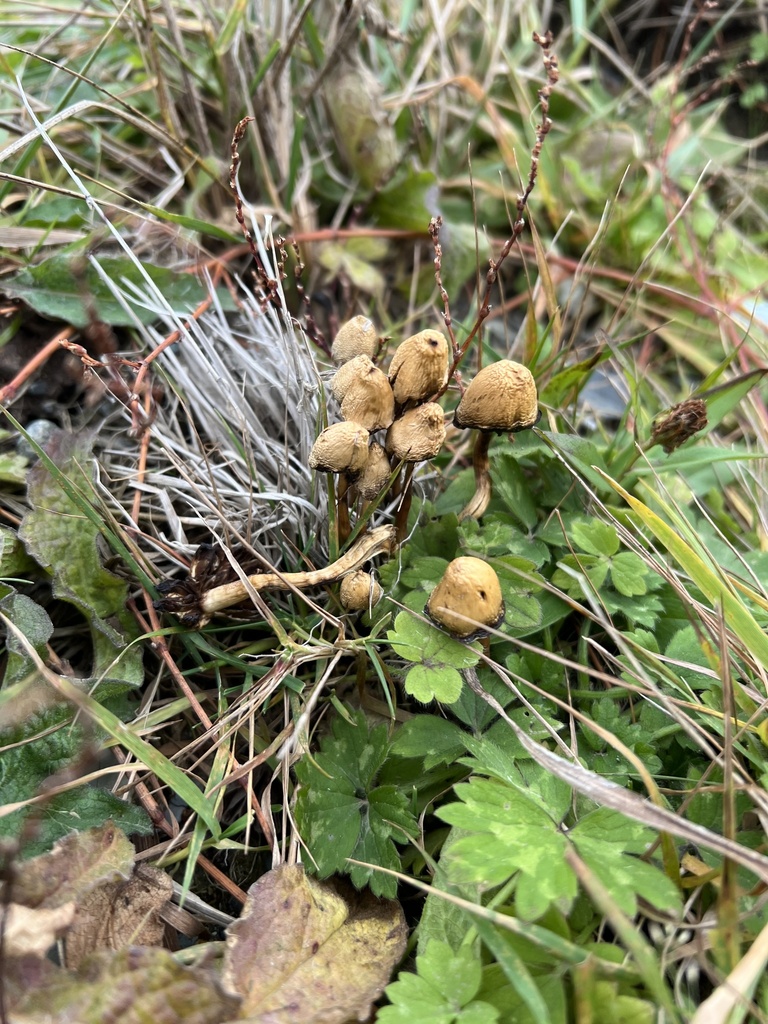 Psilocybe semilanceata · November 2025 · photo: © bobbyblackmore (iNaturalist, cc-by-nc-sa)