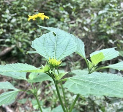 Melanthera latifolia
