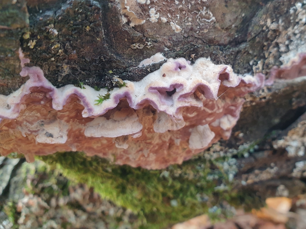 Chondrostereum purpureum · November 2025 · photo: © clementm (iNaturalist, cc-by)