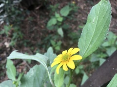 Melanthera latifolia
