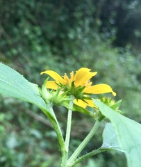 Melanthera latifolia
