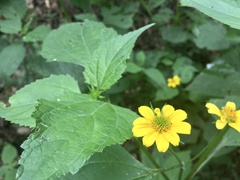 Melanthera latifolia