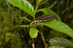 Isognathus scyron