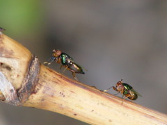 Physiphora alceae