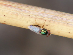 Physiphora alceae
