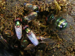 Physiphora alceae