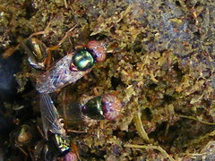 Physiphora alceae