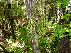 Asplenium flaccidum flaccidum