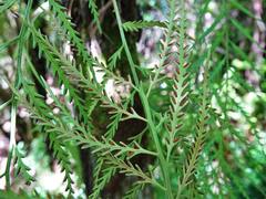 Asplenium flaccidum flaccidum