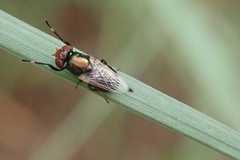 Physiphora alceae