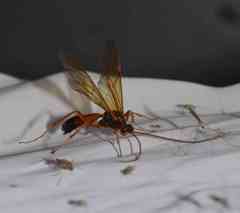 Opheltes glaucopterus barberi