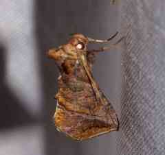 Pseudeva purpurigera