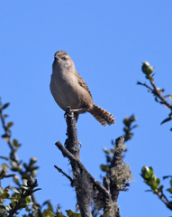 Cistothorus apolinari