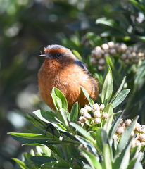 Conirostrum rufum